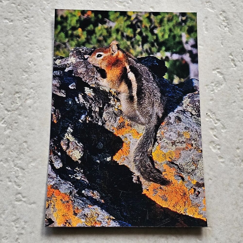 Chipmunk in Yellowstone National Park Magnet 6"x4"